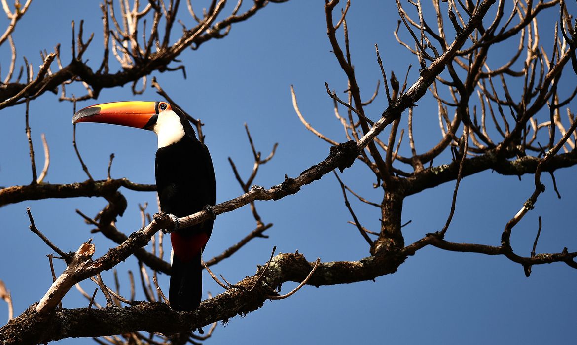 O deputado Leandro Grass apontou dados do INPE que revelam que 3.774 quilômetros quadrados de cerrado foram desmatados entre janeiro e agosto deste ano