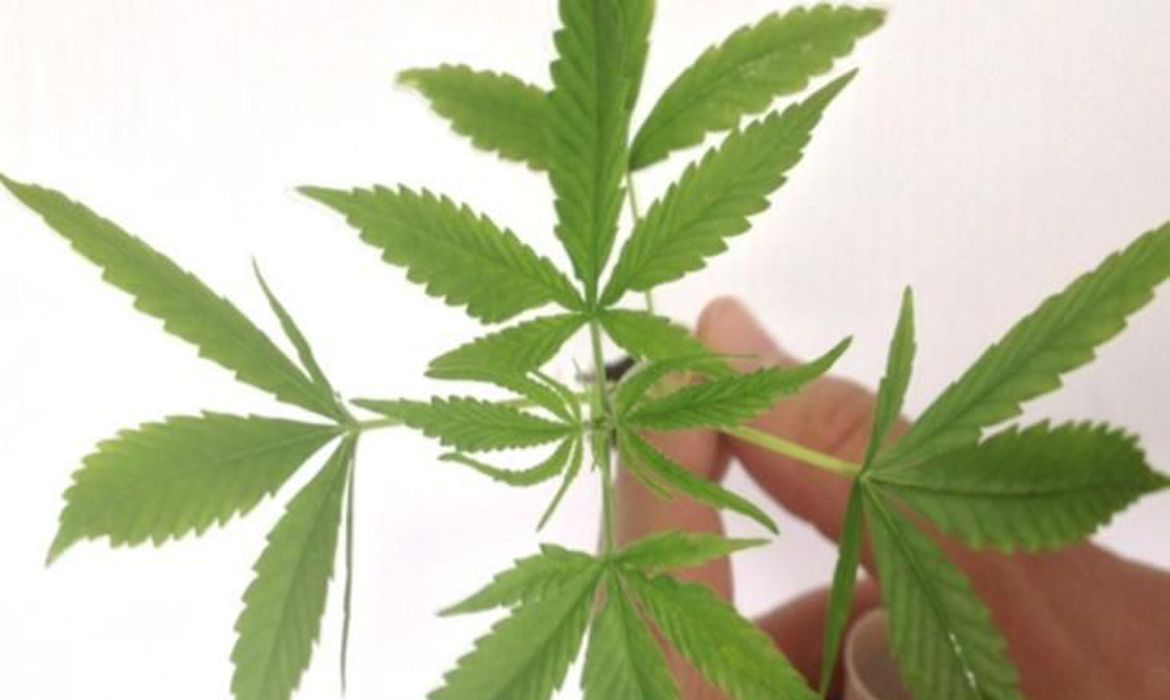 Delmasso observa que Ainda que, apesar de estar previsto em lei o cultivo e o uso para fins medicinais e científicos, não há no país regulamentação para o uso medicinal da planta