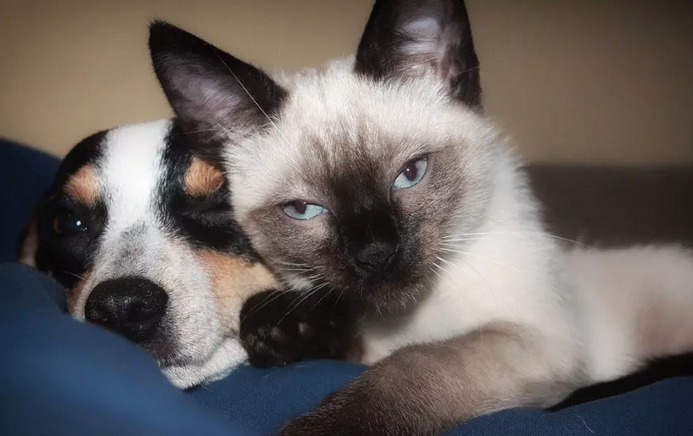 Proposta votada em primeiro turno prevê que, em cada etapa do programa de castração gratuita, 25% serão para atendimento de animais vítimas de maus-tratos e 25% para grandes plantéis