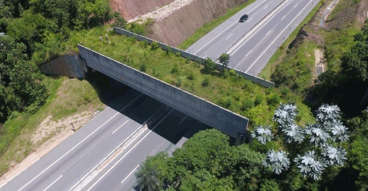 A proposta é de Daniel Donizet, que defende a “ecologia das estradas”, ciência voltada à preservação das populações de fauna silvestre sob efeito do impacto das rodovias, que engloba ecologia, geografia, engenharia e planejamento urbano
