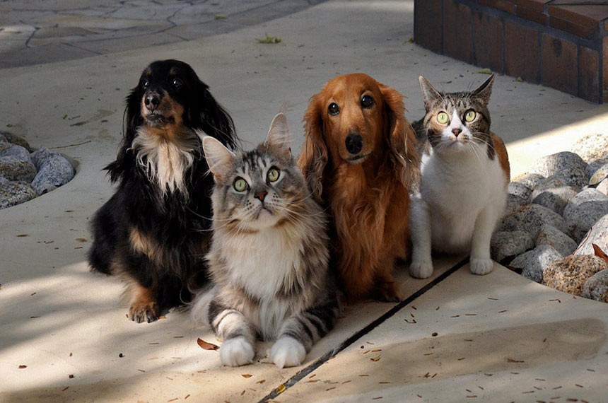 Entre as propostas, está o PL 1.588/2020, do deputado Daniel Donizet, que fomenta campanhas para evitar o esquecimento de animais domésticos dentro de veículos