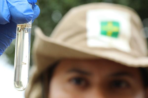 Comissão de Saúde aprova distribuição gratuita de repelentes no DF contra a dengue