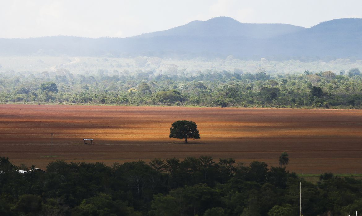 A lei determina que a Semana do Cerrado faça parte do Currículo em Movimento que trata da Educação para a Sustentabilidade, passando a ser realizada anualmente entre os dias 5 e 11 de setembro