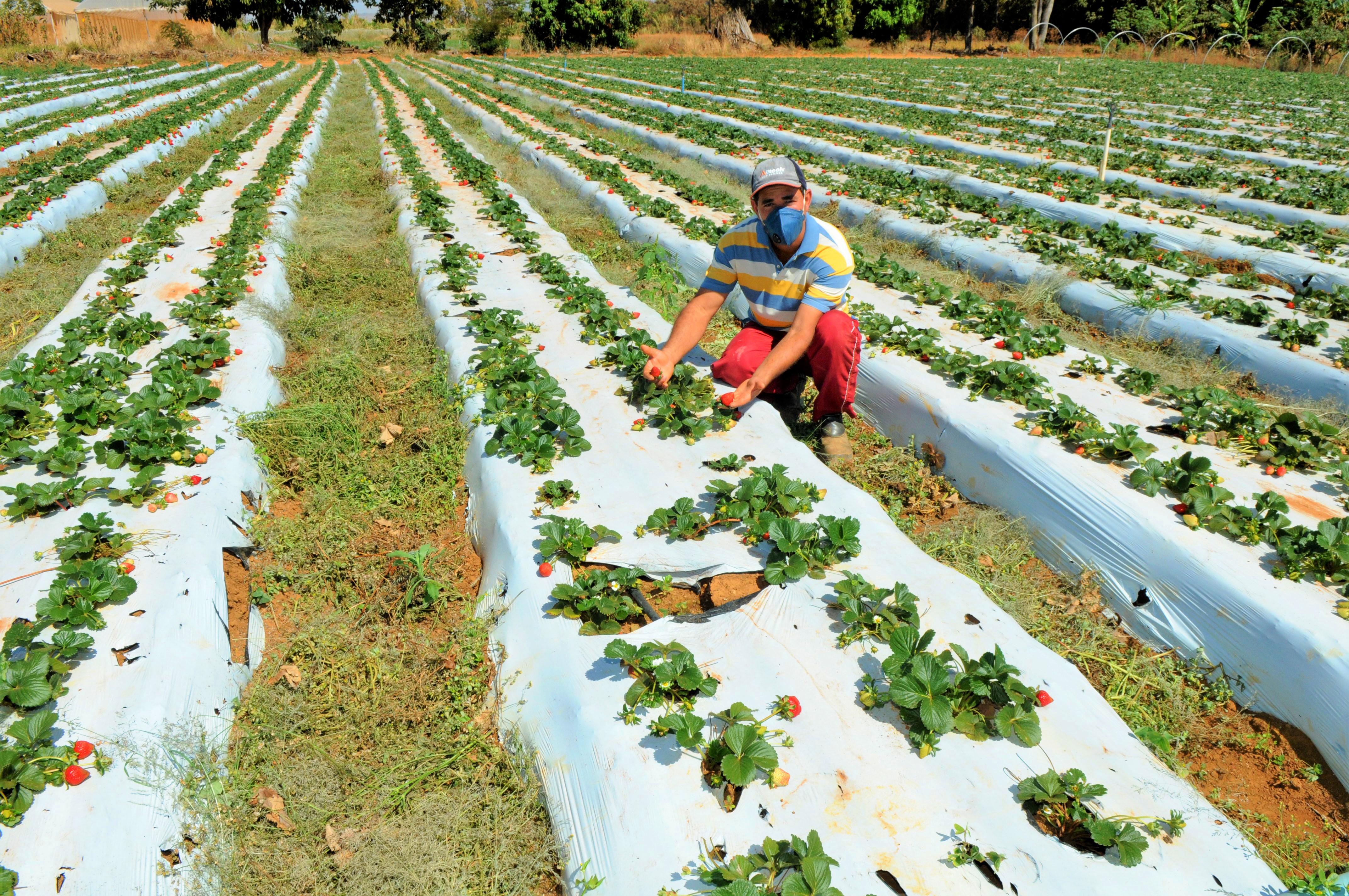 O objetivo do PL 1760/2021 é incentivar a agricultura nas áreas urbanas e seus arredores no DF